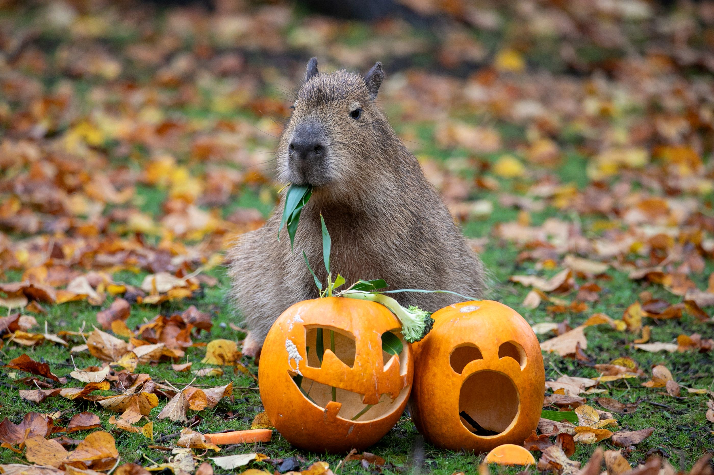 Baby capybara Bru tucking into a pumpkin CREDIT RZSS